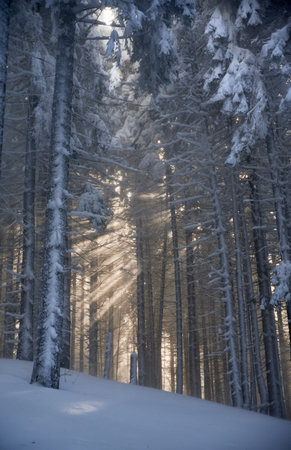 Magical winter forest scene with tall, snow-covered trees. Sunlight filters through branches, casting ethereal beams and creating beautiful interplay of light and shadows on the snow-covered ground.の写真素材