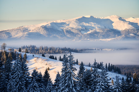 Breathtaking winter landscape featuring snow-capped mountains bathed in golden morning light. Snow-laden trees stand tall in foreground, while layers of mist gently veil valleys below.の写真素材