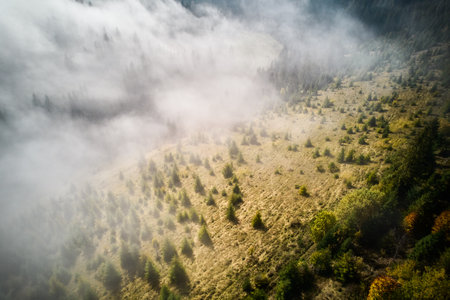Sunlight filters through morning mist, casting gentle glow on evergreen forest. Fog dances among trees, creating enchanting and serene atmosphere, perfect for tranquil escape. Aerial view.の写真素材