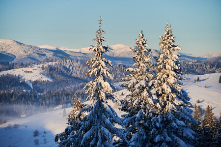 Picturesque winter landscape featuring snow-covered evergreen trees in foreground, with rolling hills, snow-capped mountains in background. Scene bathed in soft, golden sunlight under clear blue sky.の写真素材