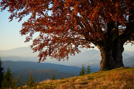 Picturesque scene of old tree with rich, red foliage standing prominently on hillside. Layers of misty blue mountains under clear sky, with evergreen trees adding depth to tranquil autumn setting.の写真素材