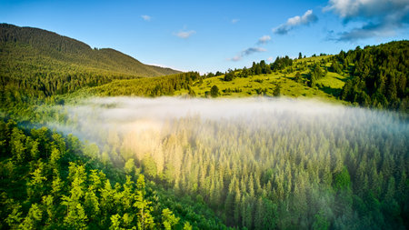 Morning light casts golden glow on lush green hills and dense forest, where mist weaves through trees. Clear blue sky adds to serene and refreshing atmosphere of this tranquil landscape.の写真素材