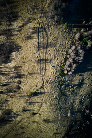 Top down flat aerial view of open grassy clearings. Sunlight casts long shadows from the trees, adding depth to the landscape.の写真素材