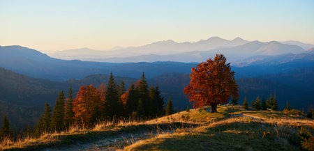 Stunning autumn landscape at dusk. Solitary tree with vibrant red leaves illuminated by setting sun. Winding path, evergreen trees, and layers of misty blue mountains under pastel sky.の写真素材