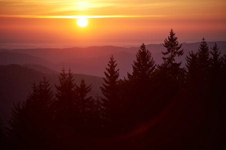 Sun sets in blaze of golden and orange hues, illuminating sky and casting warm glow over landscape. Silhouette pine trees stand tall against backdrop of rolling hills, creating captivating scene.の写真素材