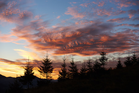 Row of silhouetted pine trees stands against vibrant sunset sky, painted with brilliant shades of pink, orange, purple. Dramatic clouds add depth to scene, creating mesmerizing and tranquil landscape.の写真素材