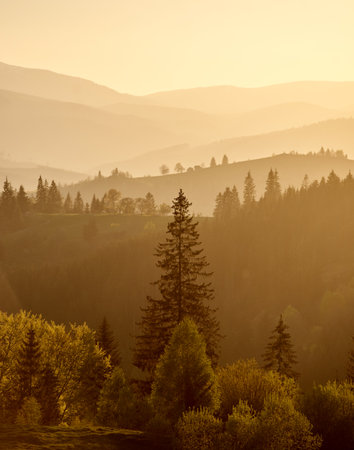 Serene mountain landscape bathed in golden light, with layers of misty hills and dense forests stretching into the distance, capturing the tranquil beauty of sunrise or sunset. Carpathians.の写真素材