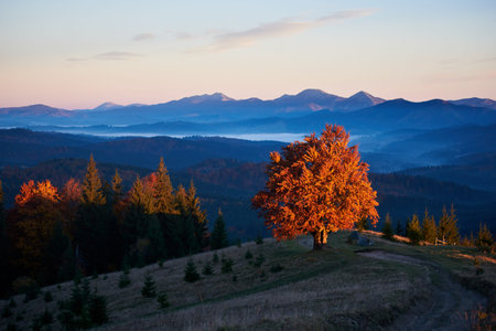 Stunning autumn landscape at dusk. Solitary tree with vibrant red leaves illuminated by setting sun....