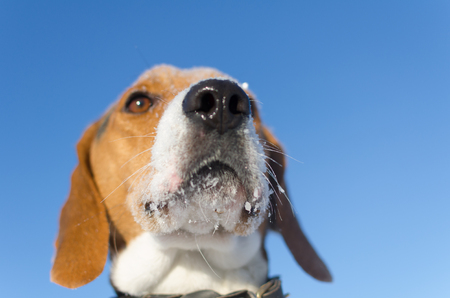 Close Up Young Happy Dog Looking forwardの写真素材