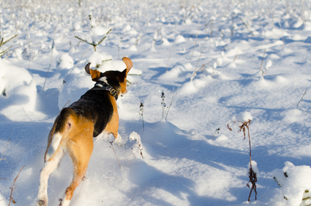 Strong hunter dog running forwardの写真素材