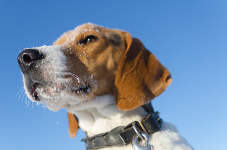 Profile dogs head on blue backgroundの写真素材