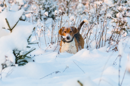 Dog playing in snow fieldの写真素材