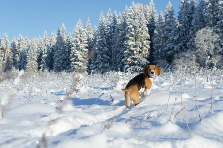 dog walkingの写真素材