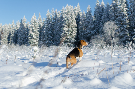 Dog hunter watch to the forest in winter fieldの写真素材