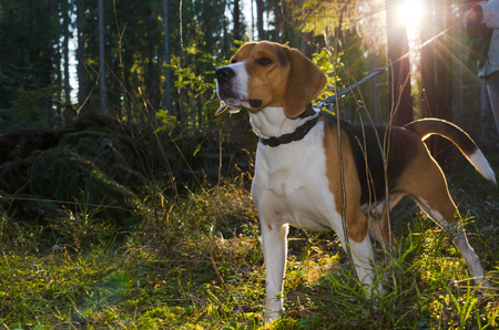 Beagle portrait in summer forest under sun. evening timeの写真素材