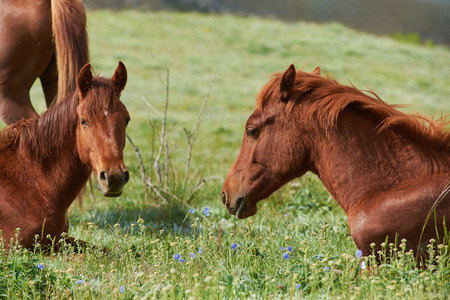 Cropped horses on the grass look to the camera. concept of mountain riding. Walking in weekend on grass field.の写真素材