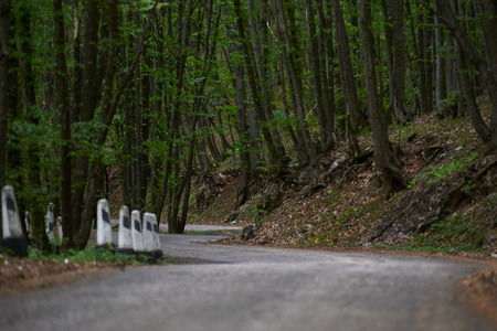 Dark mystery forest asphalt road between old ad tall trees. Free space for place advertising travel goods and trip product. Backpacker and hiking concept for adventure on a way.の写真素材
