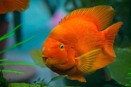 Beautiful red parrot cichlid in an aquariumの写真素材