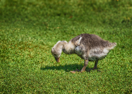 Adorable Little Gosling Looking for Food in the Grassの写真素材