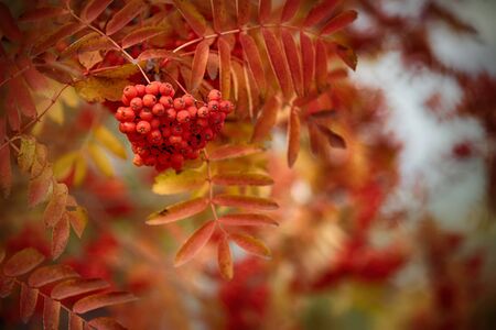 The branch of rowan tree with red berryの写真素材