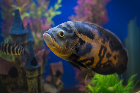 The underwater world. Bright Exotic Tropical coral fish in the Red Sea artificial environment of the aquarium with corals and algae aquatic plantsの写真素材