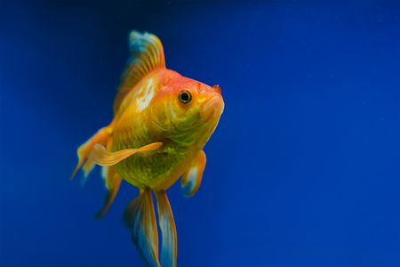 The underwater world. Bright Exotic Tropical coral fish in the Red Sea artificial environment of the aquarium with corals and algae aquatic plantsの写真素材