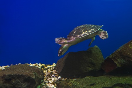 The underwater world. Bright Exotic Tropical coral fish in the Red Sea artificial environment of the aquarium with corals and algae aquatic plantsの写真素材