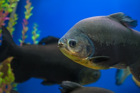 The underwater world. Bright Exotic Tropical coral fish in the Red Sea artificial environment of the aquarium with corals and algae aquatic plantsの写真素材