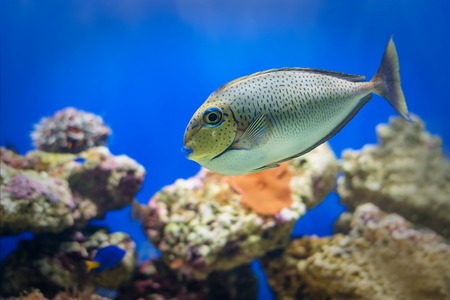 The underwater world. Bright Exotic Tropical coral fish in the Red Sea artificial environment of the aquarium with corals and algae aquatic plantsの写真素材