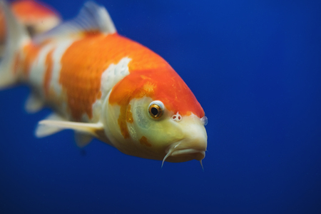 The underwater world. Bright Exotic Tropical coral fish in the Red Sea artificial environment of the aquarium with corals and algae aquatic plantsの写真素材