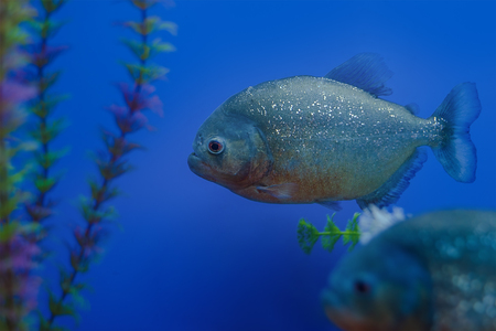 The underwater world. Bright Exotic Tropical coral fish in the Red Sea artificial environment of the aquarium with corals and algae aquatic plantsの写真素材