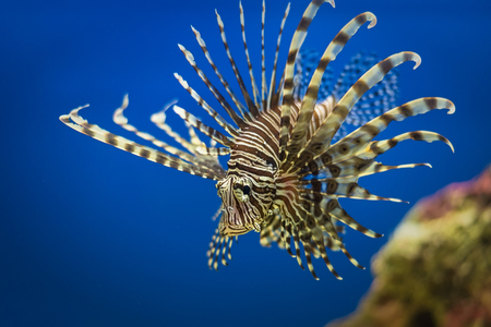 The underwater world. Bright Exotic Tropical coral fish in the Red Sea artificial environment of the aquarium with corals and algae aquatic plantsの写真素材