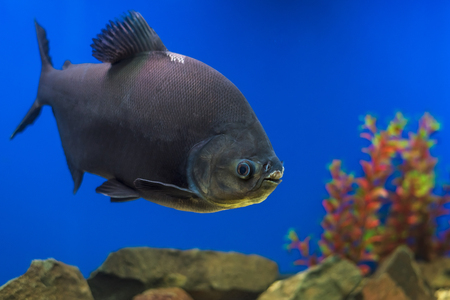The underwater world. Bright Exotic Tropical coral fish in the Red Sea artificial environment of the aquarium with corals and algae aquatic plantsの写真素材
