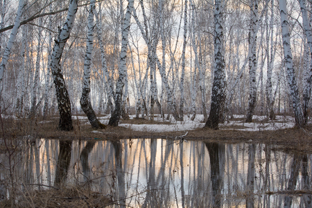 Spring landscape. Ice thawing on stream coast in a birchwood.の写真素材