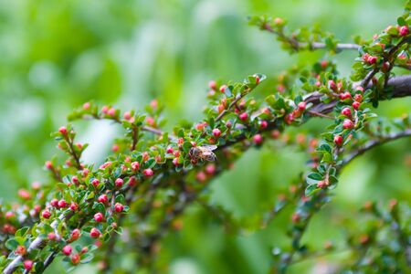 Honney bee on miniature rosemary blossomsの写真素材