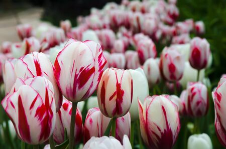 Red-white tulips with shallow focusの写真素材