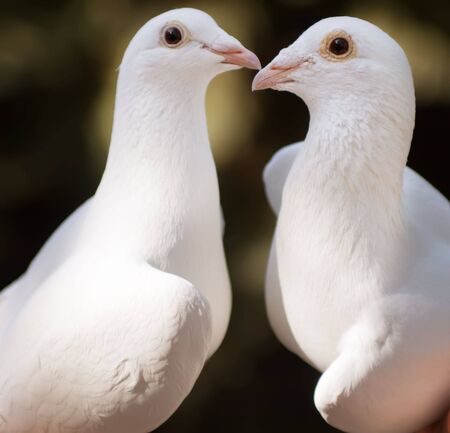 White pigeons couple ing, their heads and necks forming a  shapeの写真素材