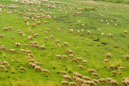 Sheep herd grazing on green grass