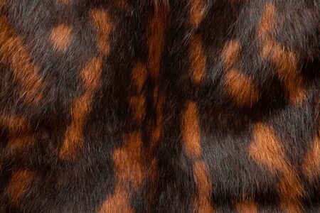 Detailed black-and red spotted fur textureの写真素材