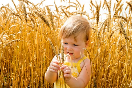 Kid examining wheat spikes in the fieldの写真素材