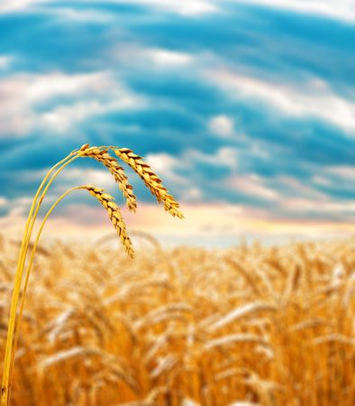 Ripe wheat ear in field under cloudy sky, shallow focus on earの写真素材