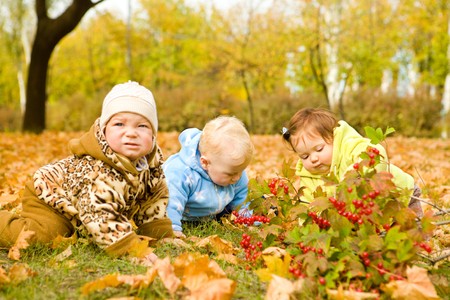 Curious babies on golden leavesの写真素材