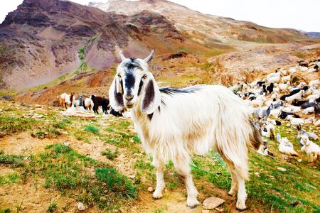 Black and white goats in the mountainsの写真素材