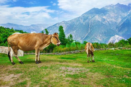 Cows in the mountainous valleyの写真素材