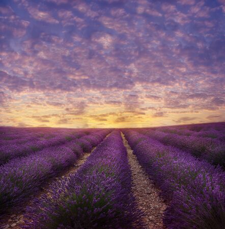Lavender field in blossom in the evening. Provence area in Franceの写真素材