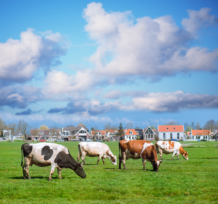 Happy cows on an open sunny field with green grass.の写真素材