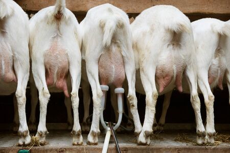 Goats eating, shot from back. Ready for being milked with an electrical dairy equipmentの写真素材