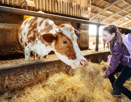 Child at an organic milk farm feeding a cow with hayの写真素材