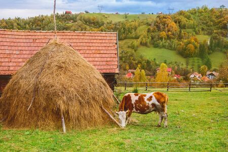 Autumn rustic landscape with a cow eating grass  in Carpathian mountains,  Transylvania, Romania