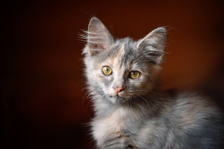 Kitten blue-cream tortoise sits on the couch, looks out the window. Gray kitten with yellow eyesÂの写真素材